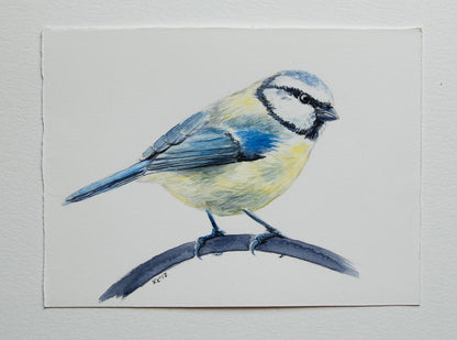 Blue tit bird watercolor painting - katerinamitkova