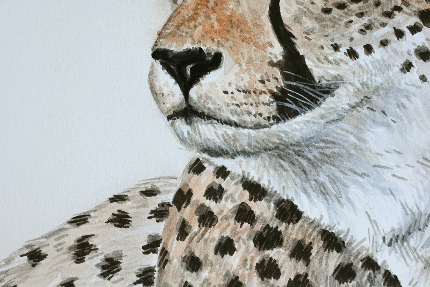 Cheetah 2 watercolor portrait - katerinamitkova