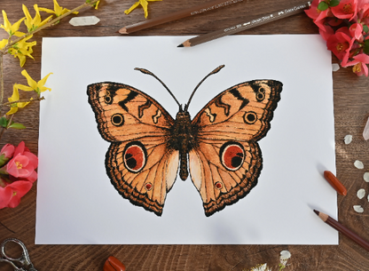 photo featuring print of hand-painted peacock pansy butterfly