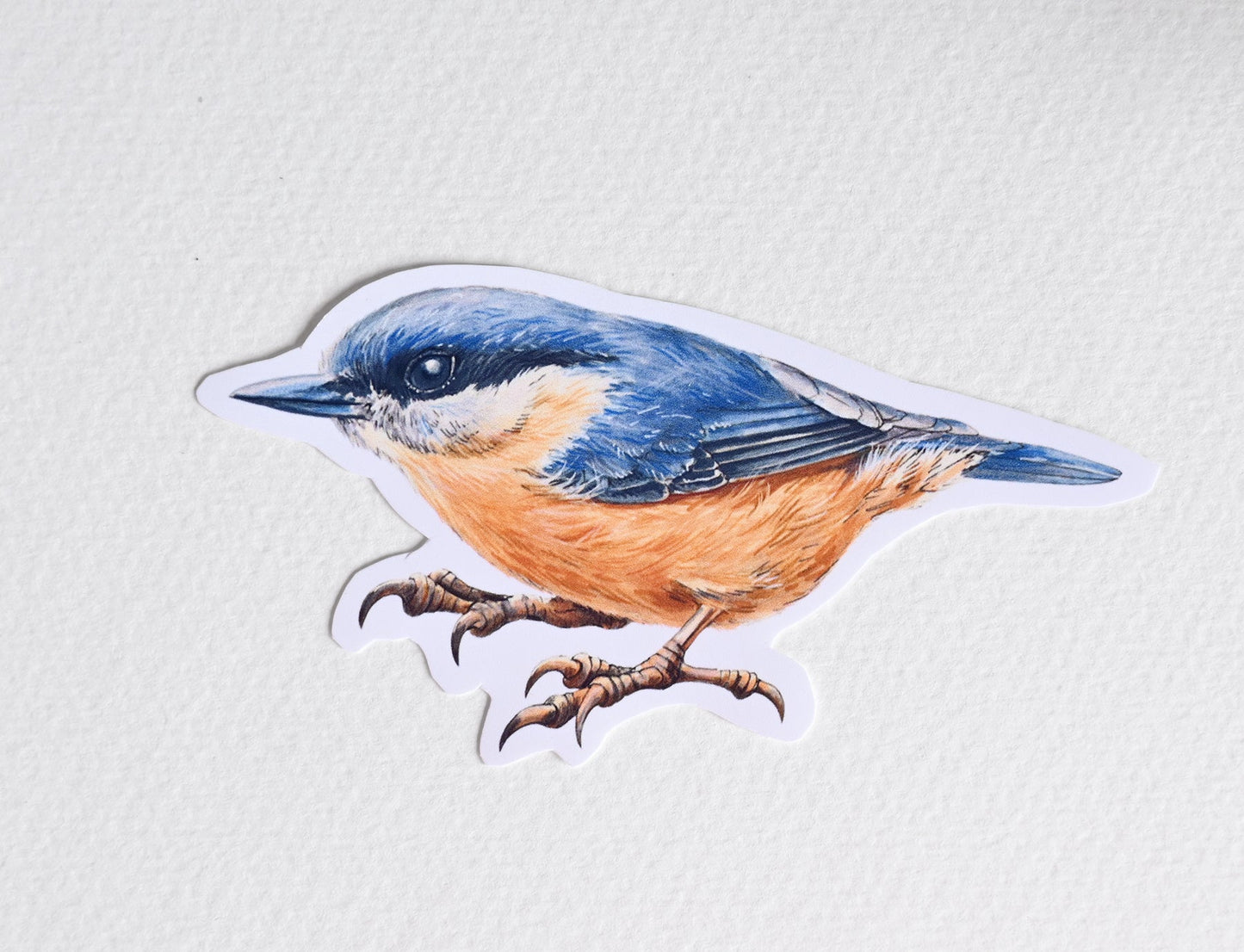 European Songbird Vinyl Stickers Robin, Wren, Nuthatch, Goldcrest, Hawfinch - katerinamitkova
