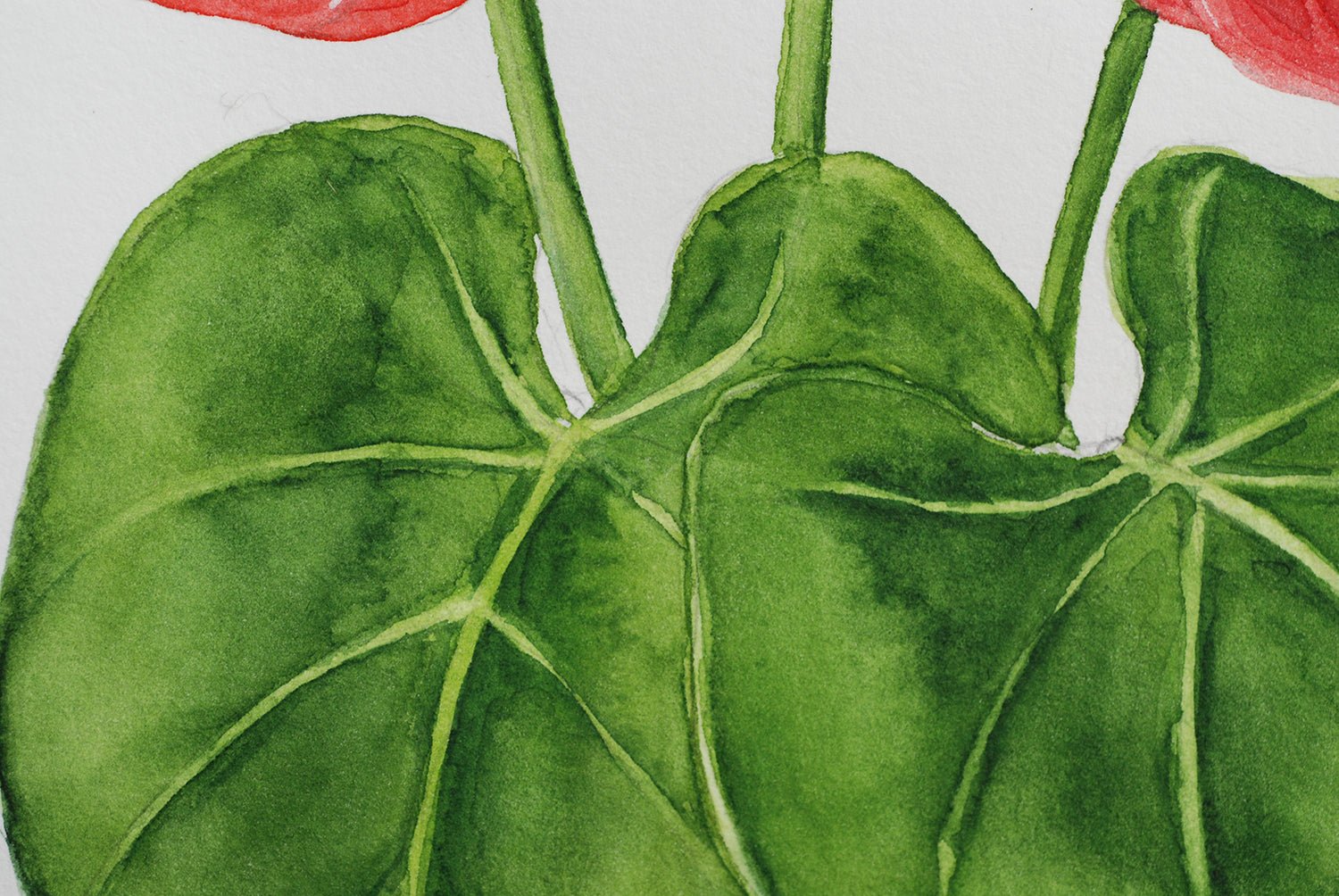 Flamingo flower watercolor painting - katerinamitkova