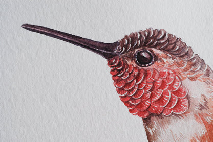 Hummingbird on a branch watercolor painting - katerinamitkova