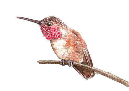 Hummingbird on a branch watercolor painting - katerinamitkova