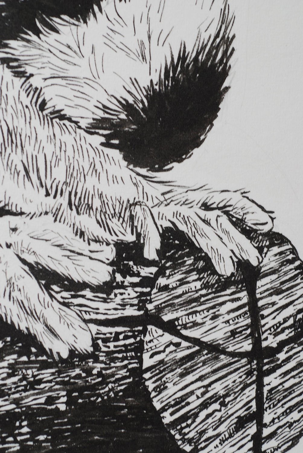 Lemur ink drawing - katerinamitkova
