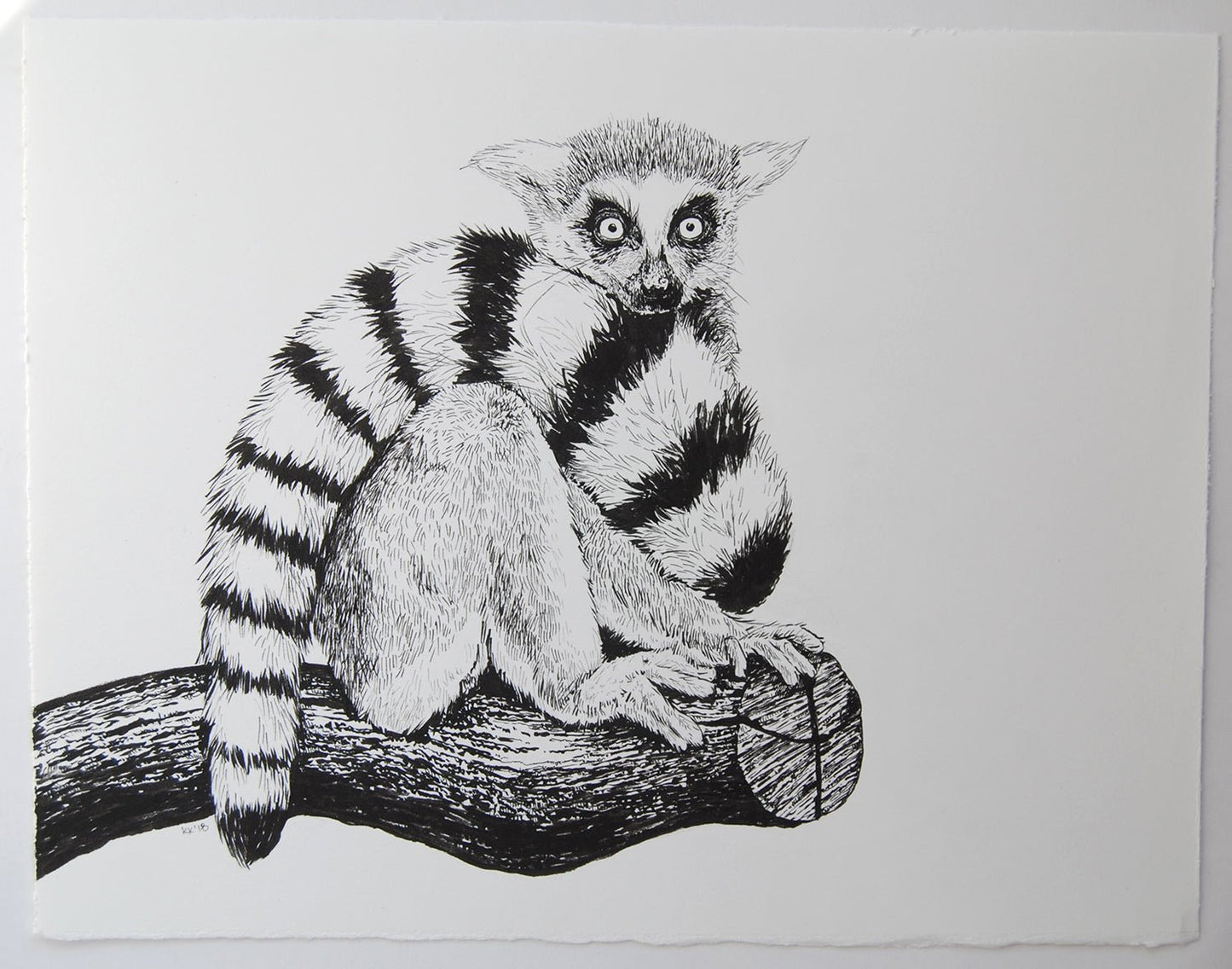 Lemur ink drawing - katerinamitkova