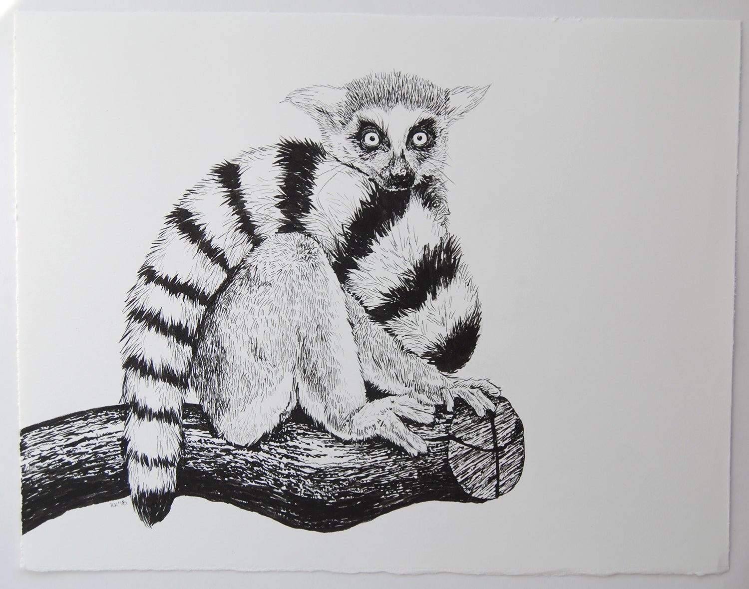 Lemur ink drawing - katerinamitkova