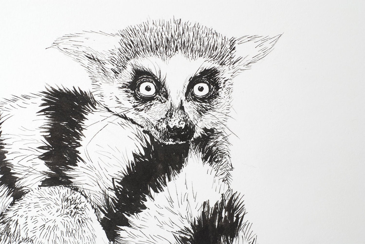 Lemur ink drawing - katerinamitkova