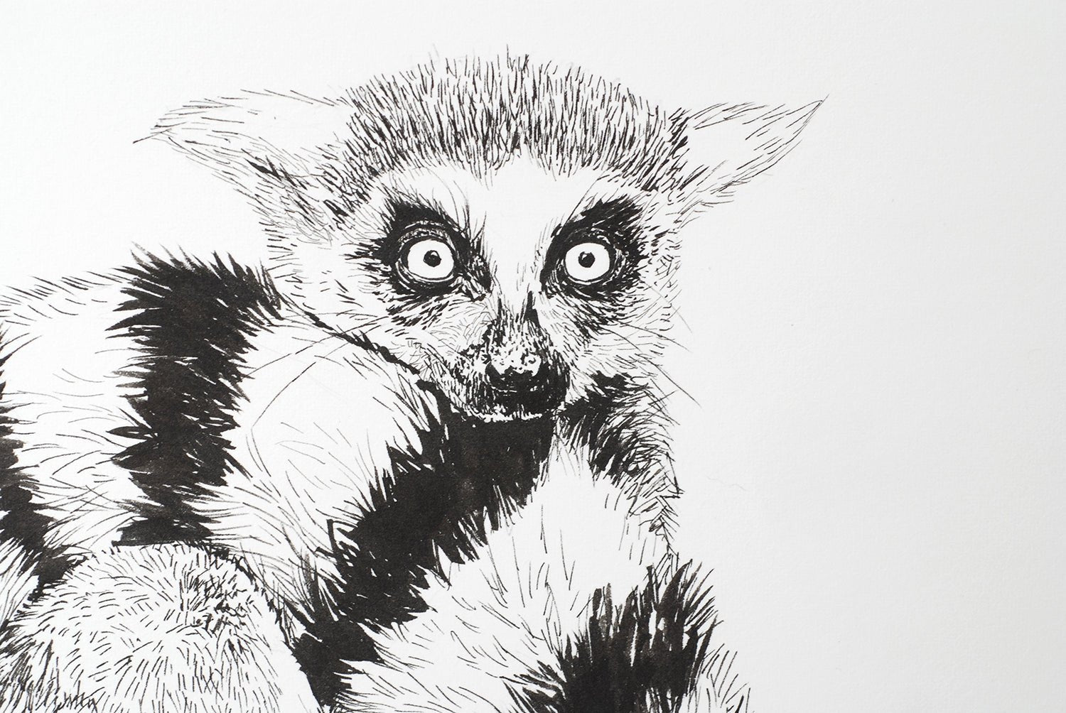 Lemur ink drawing - katerinamitkova