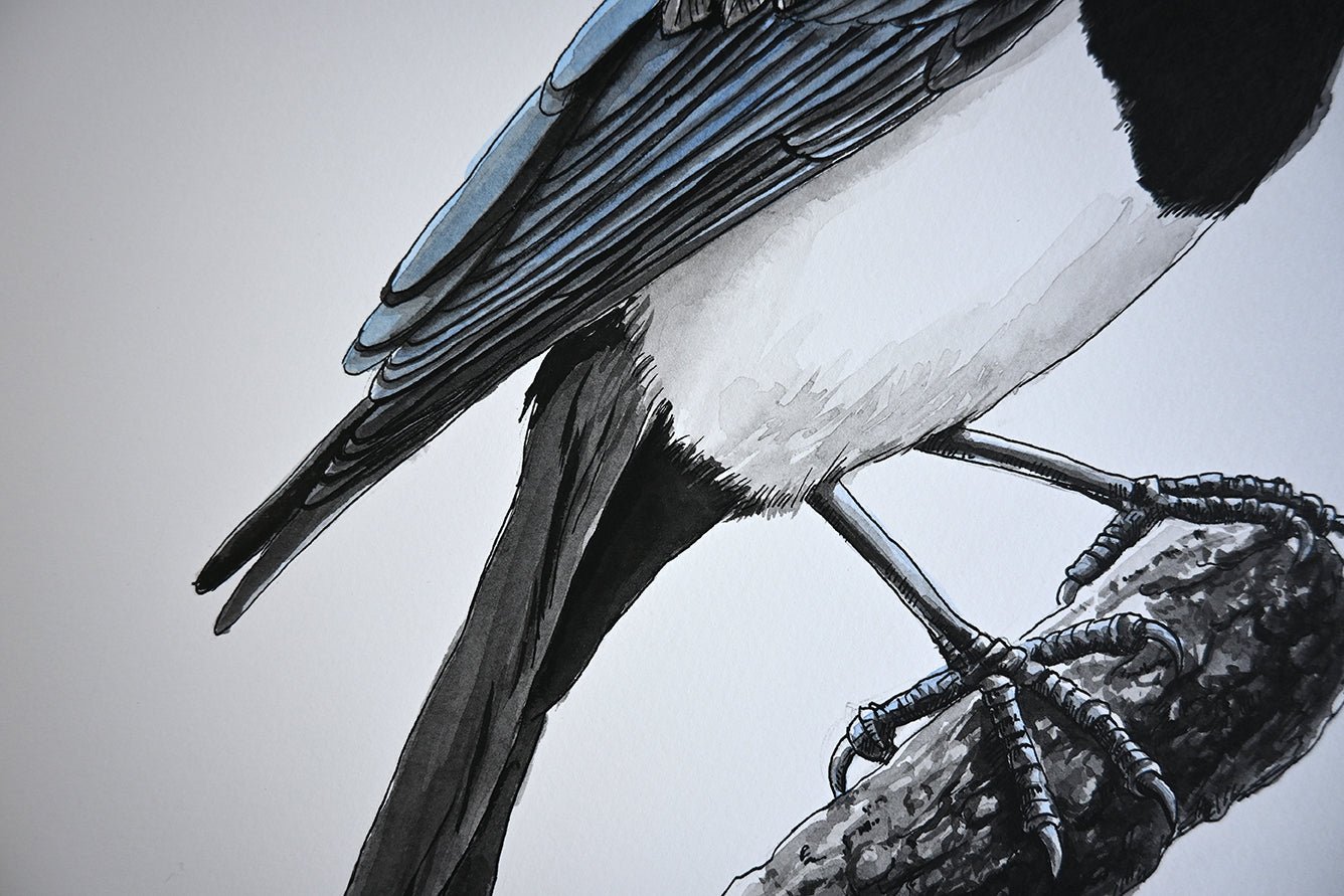 Magpie original watercolor and ink painting - katerinamitkova