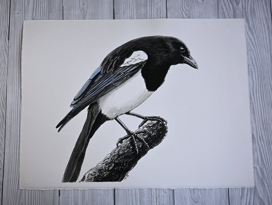 Magpie original watercolor and ink painting - katerinamitkova