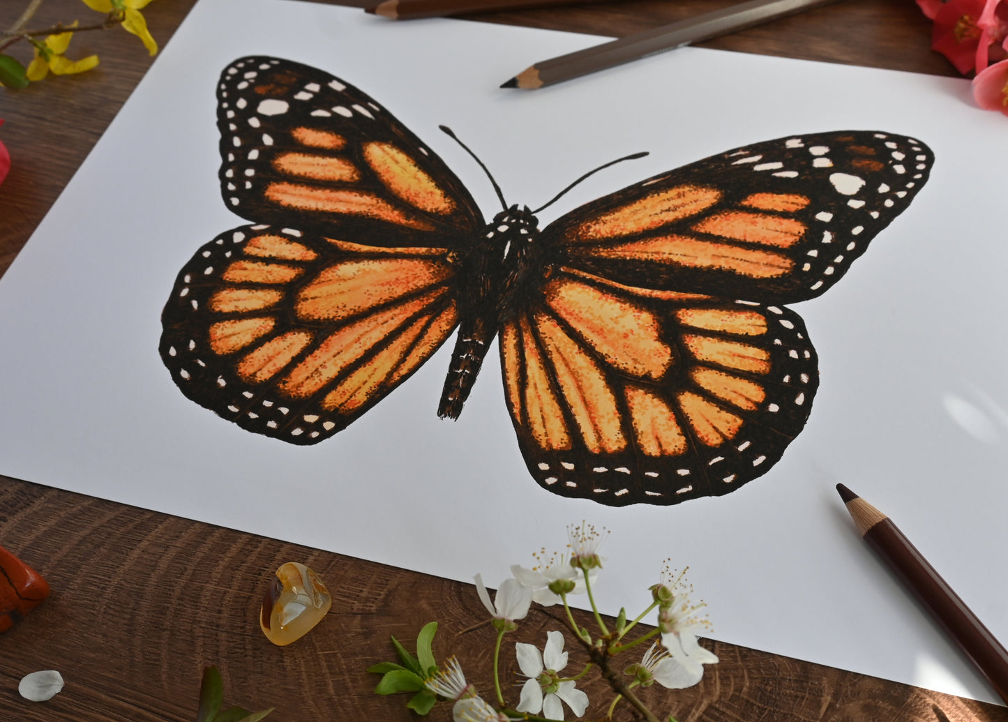 Monarch Butterfly Art Print - katerinamitkova