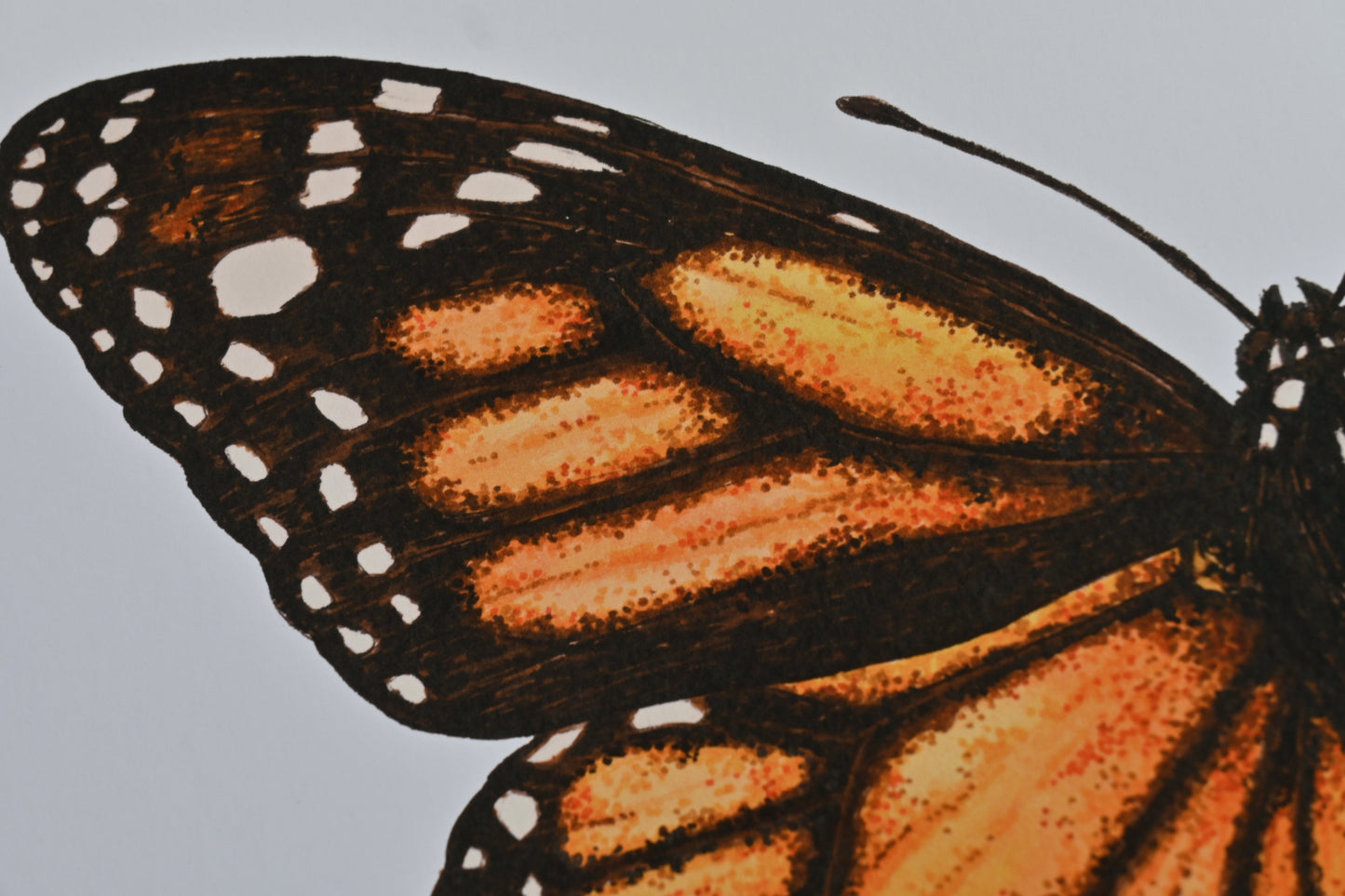 Monarch Butterfly Art Print - katerinamitkova