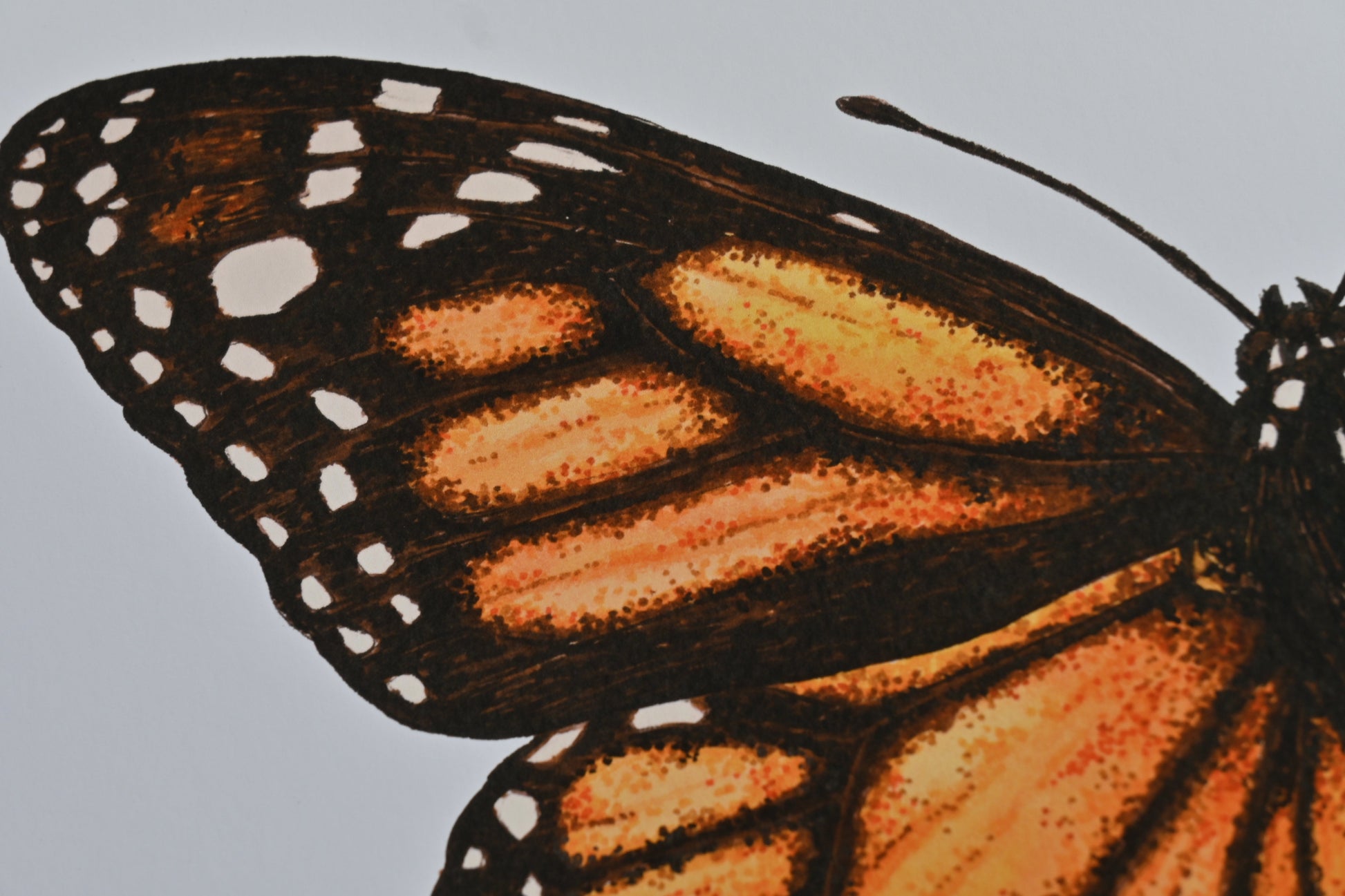 Monarch Butterfly Art Print - katerinamitkova