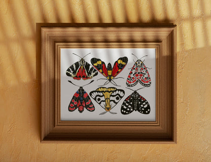 Moths watercolor and ink painting - katerinamitkova