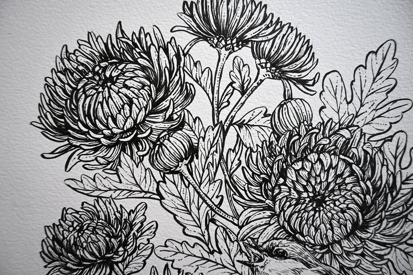 Mums and redstart ink drawing - katerinamitkova