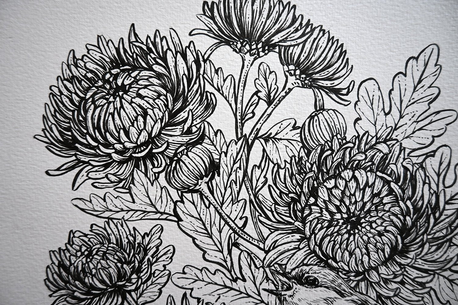 Mums and redstart ink drawing - katerinamitkova