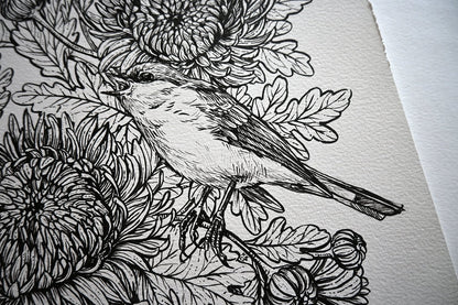 Mums and redstart ink drawing - katerinamitkova
