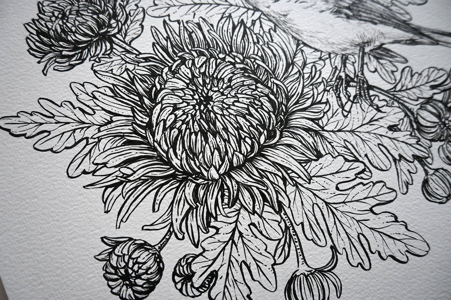 Mums and redstart ink drawing - katerinamitkova