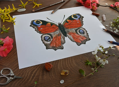Peacock Butterfly Butterfly Art Print - katerinamitkova
