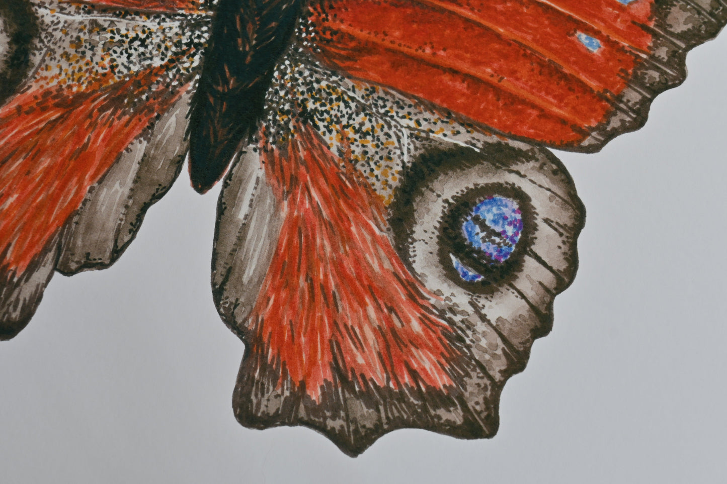 Peacock Butterfly Butterfly Art Print - katerinamitkova