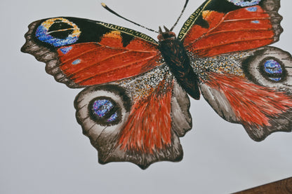 Peacock Butterfly Butterfly Art Print - katerinamitkova