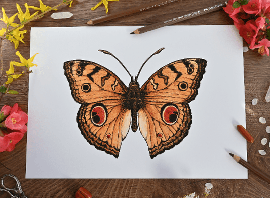Peacock Pansy Butterfly Art Print - katerinamitkova