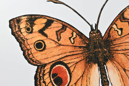 Peacock Pansy Butterfly Art Print - katerinamitkova