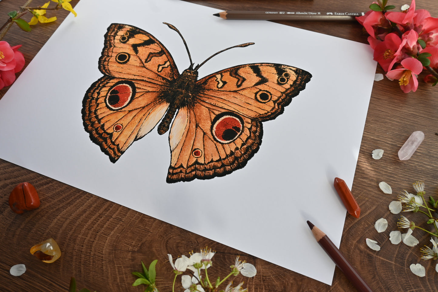 Peacock Pansy Butterfly Art Print - katerinamitkova