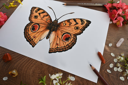 Peacock Pansy Butterfly Art Print - katerinamitkova