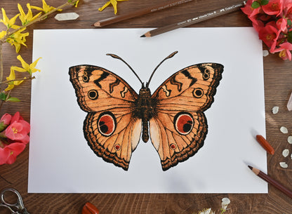 Peacock Pansy Butterfly Art Print - katerinamitkova