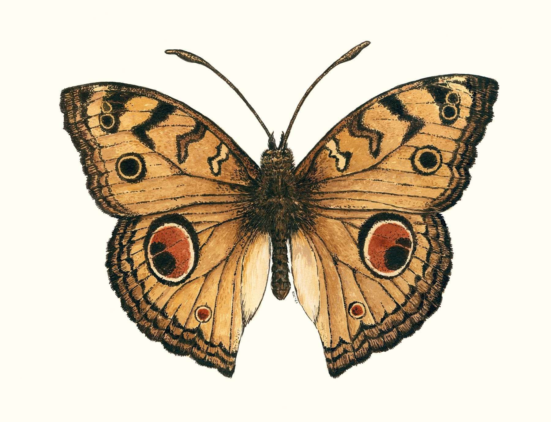 Peacock Pansy Butterfly watercolor painting - katerinamitkova
