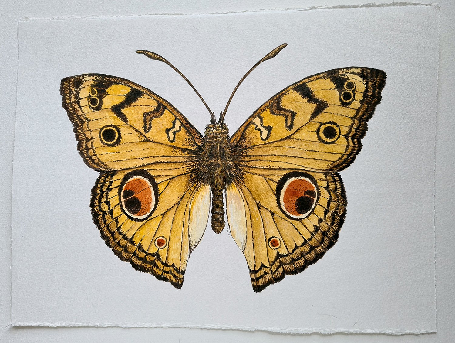Peacock Pansy Butterfly watercolor painting - katerinamitkova