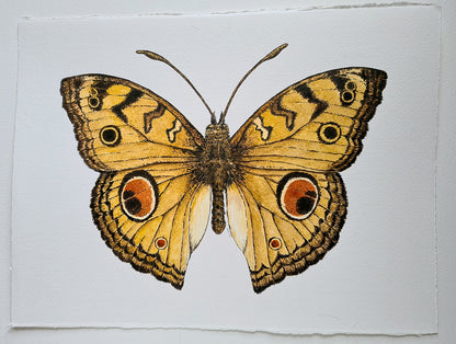 Peacock Pansy Butterfly watercolor painting - katerinamitkova
