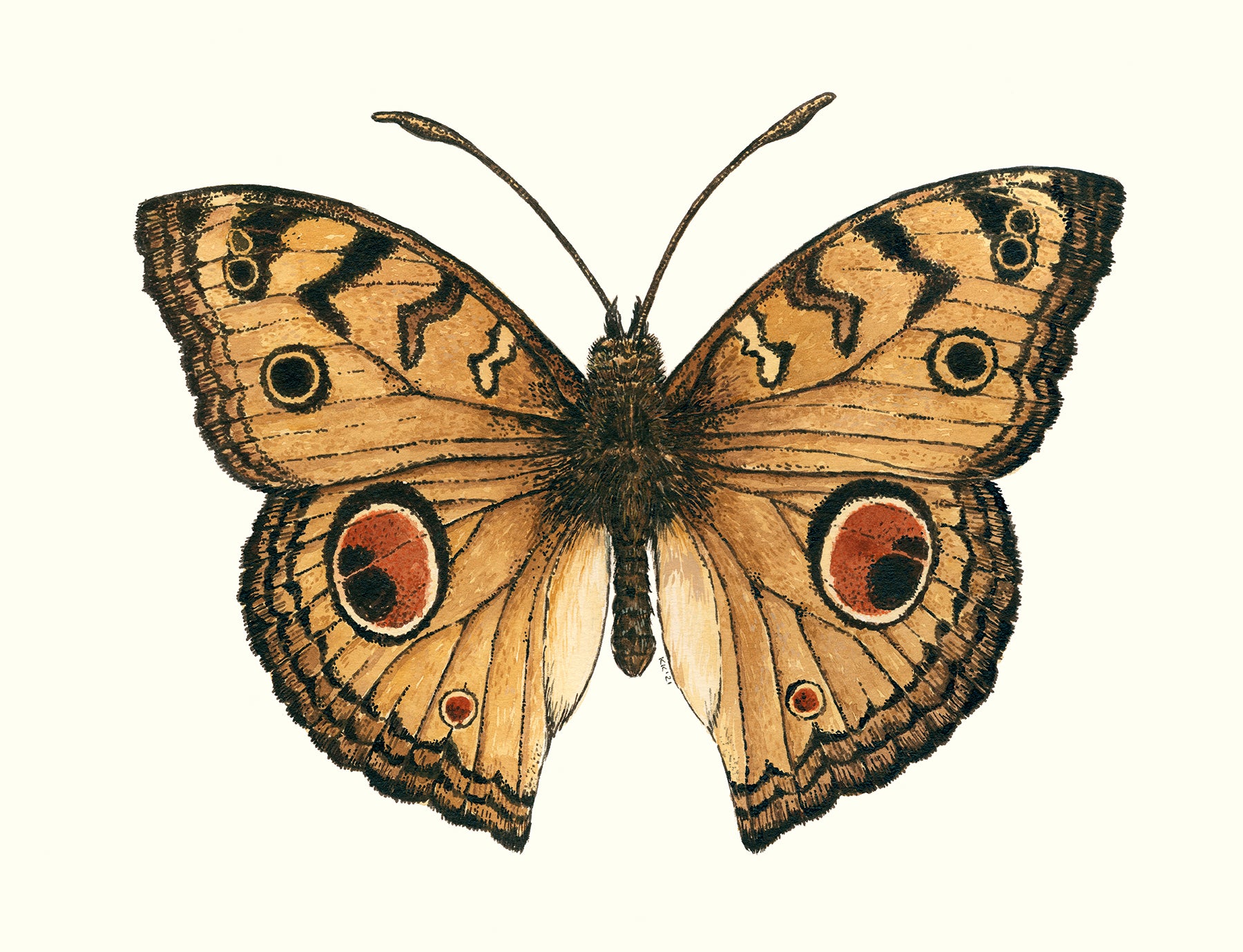 Illustration of a butterfly with brown, orange, and black wings on a white background