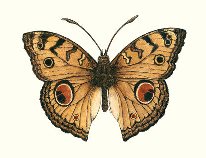 Illustration of a butterfly with brown, orange, and black wings on a white background
