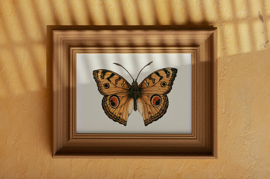 Framed butterfly artwork on a beige wall