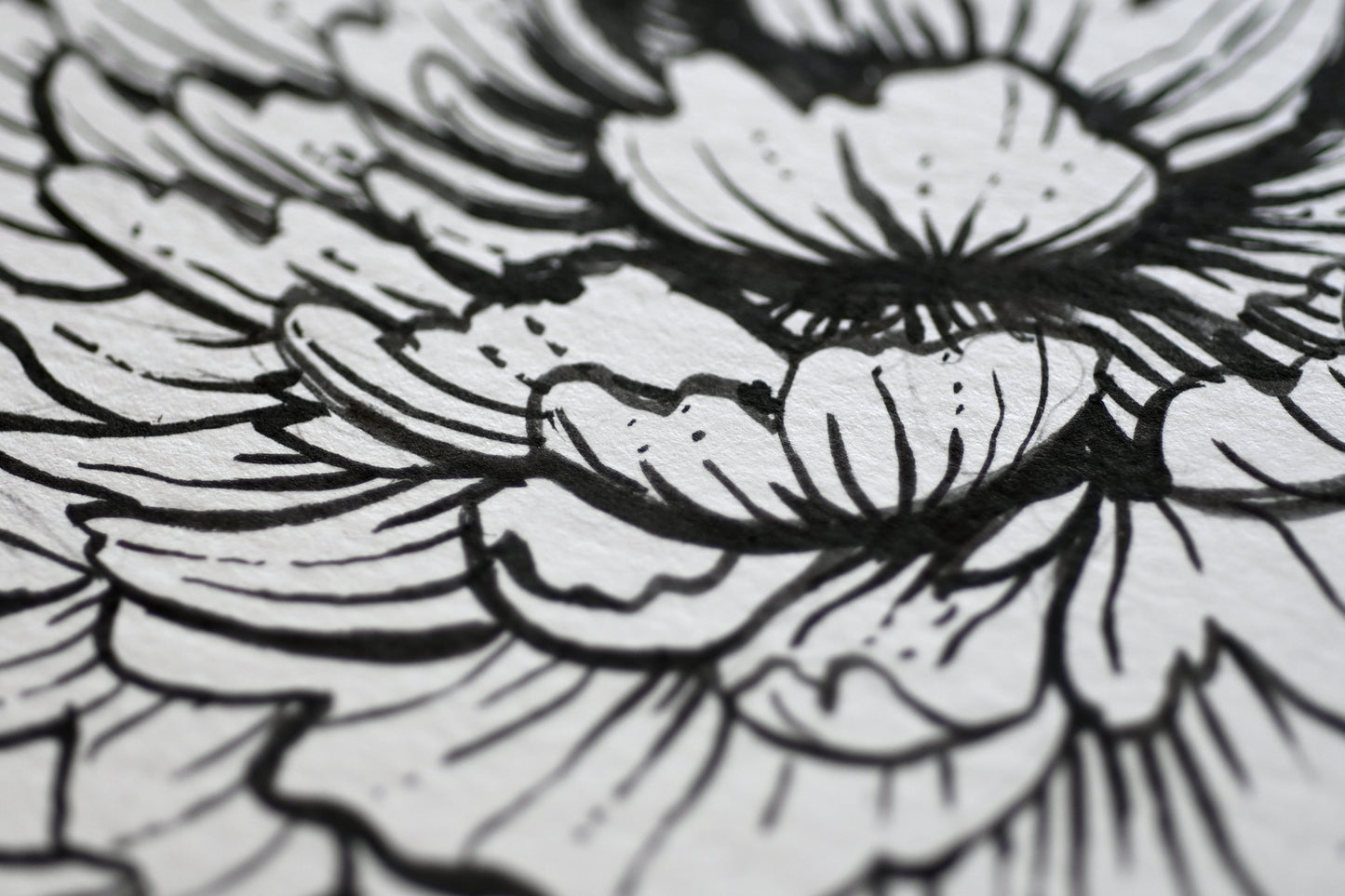 Peonies and monarch butterfly ink drawing - katerinamitkova