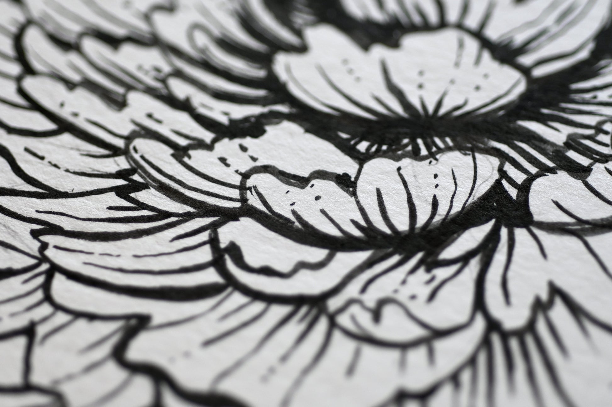 Peonies and monarch butterfly ink drawing - katerinamitkova