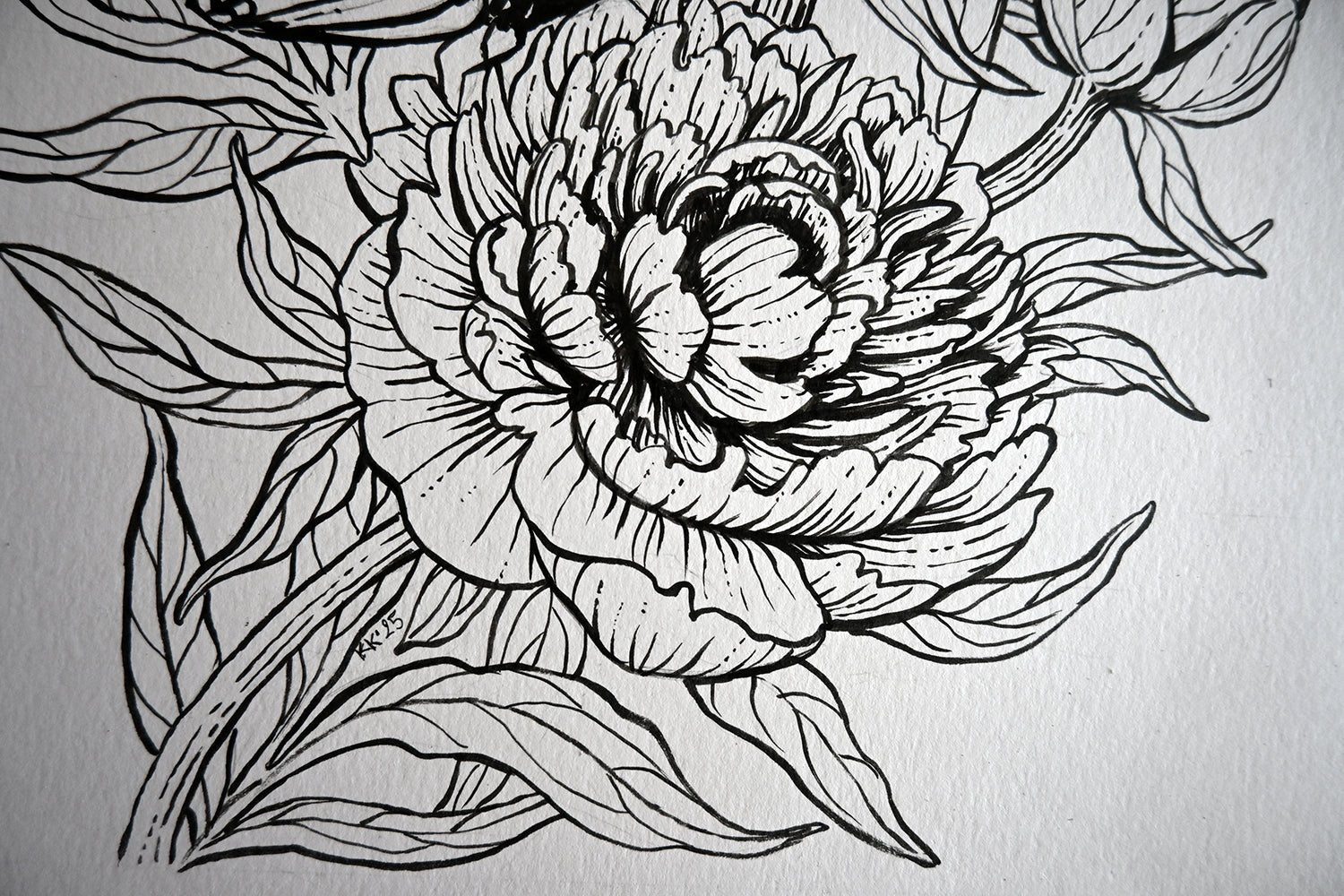 Peonies and monarch butterfly ink drawing - katerinamitkova