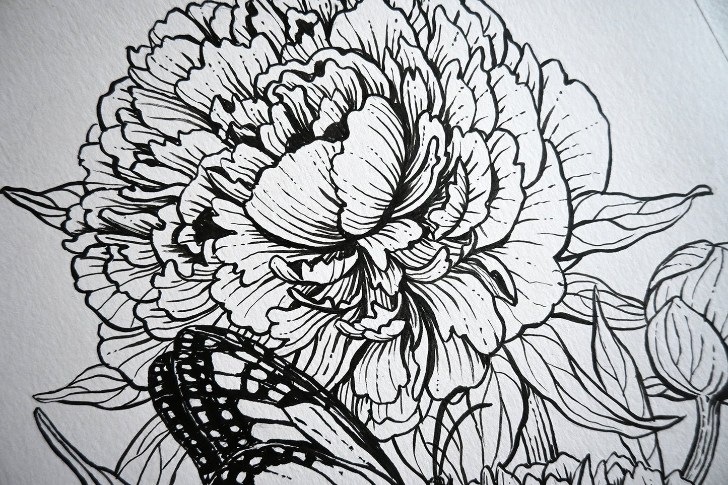 Peonies and monarch butterfly ink drawing - katerinamitkova