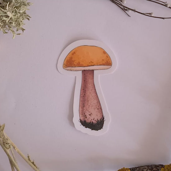 video of  stickers featuring 4 illustrated wild mushrooms