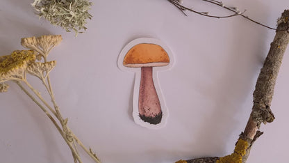 video of  stickers featuring 4 illustrated wild mushrooms