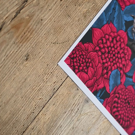 video of a giclee print of Red waratah and fairy wrens illustration 