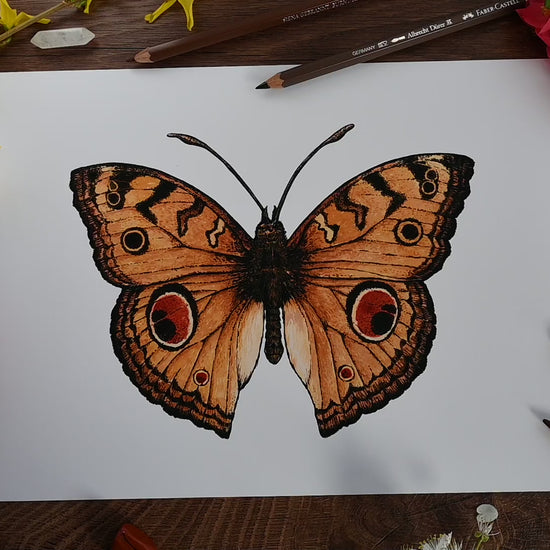 video featuring inkjet print of a peacock pansy butterfly watercolor painting 