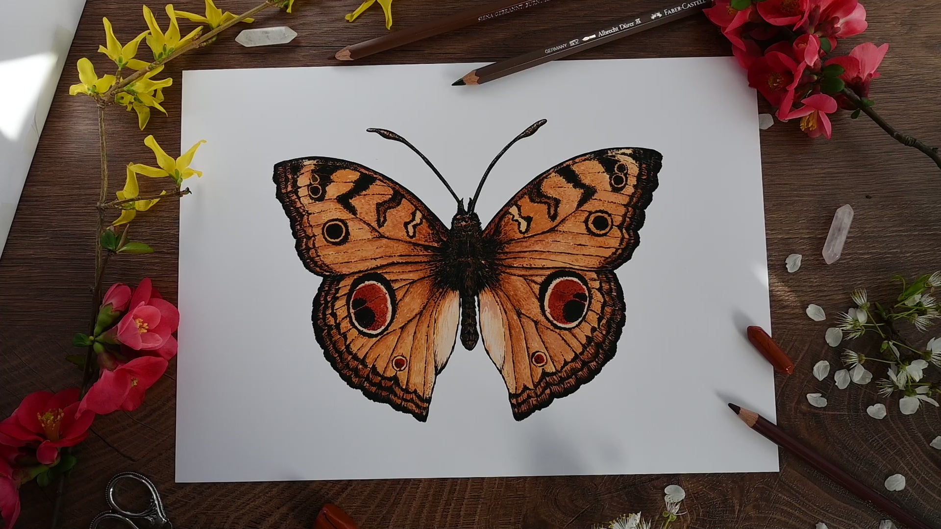 video featuring inkjet print of a peacock pansy butterfly watercolor painting 