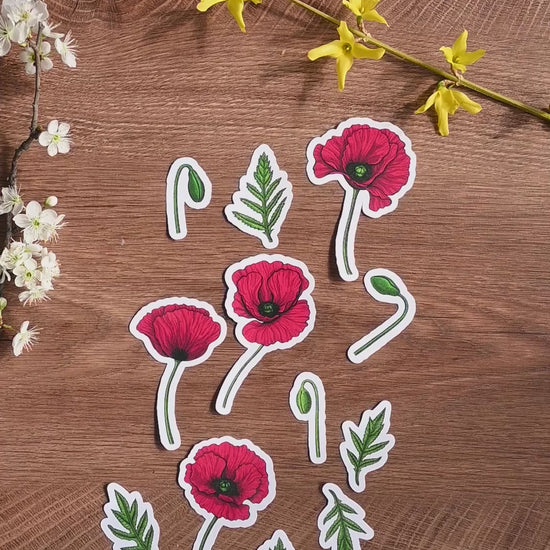 video of a set of illustrated Red poppy flowers, buds and leaves laminated stickers