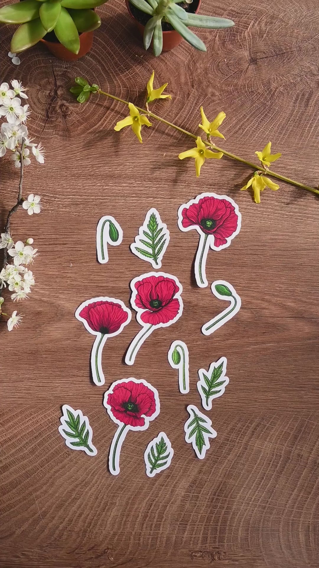 video of a set of illustrated Red poppy flowers, buds and leaves laminated stickers