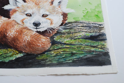 Red panda watercolor painting - katerinamitkova