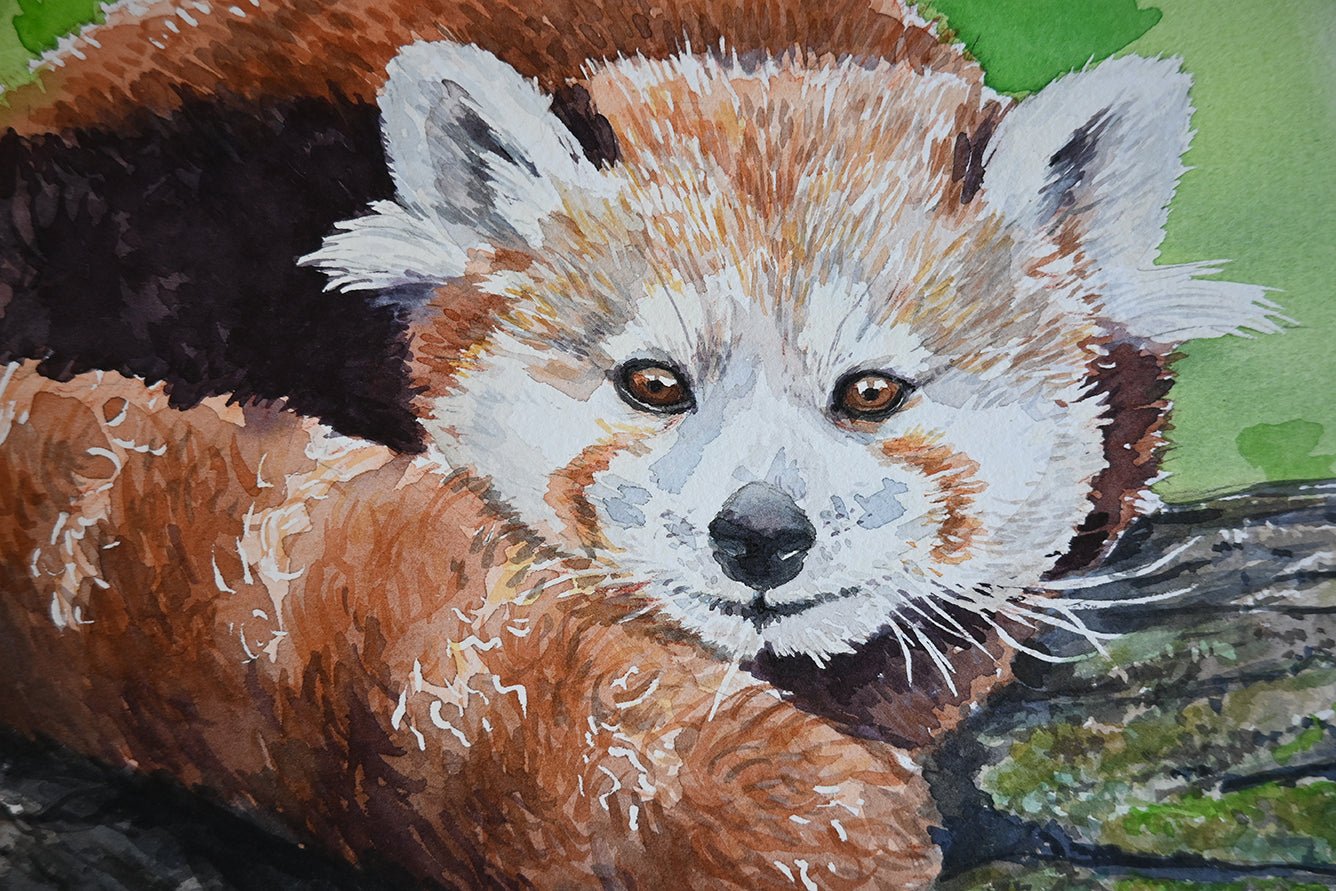 Red panda watercolor painting - katerinamitkova