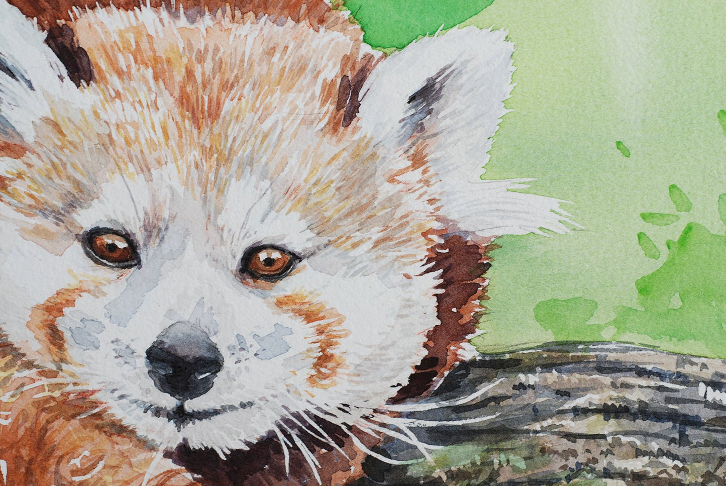 Red panda watercolor painting - katerinamitkova